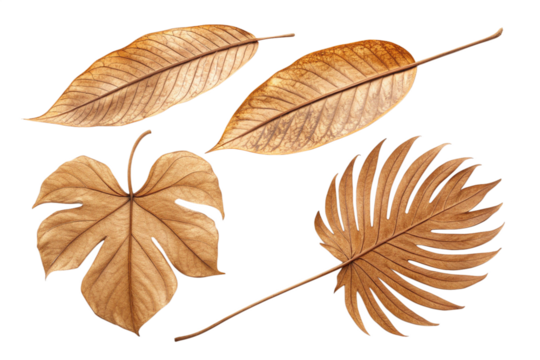 dry autumn leaves isolated on white