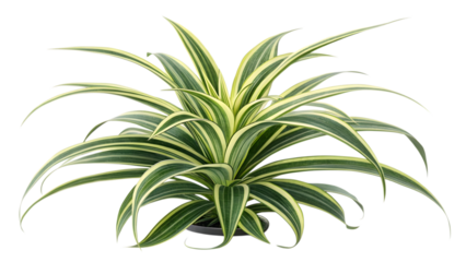 Lush variegated spider plant brings vibrant natural beauty to any modern home decor and interior design project.