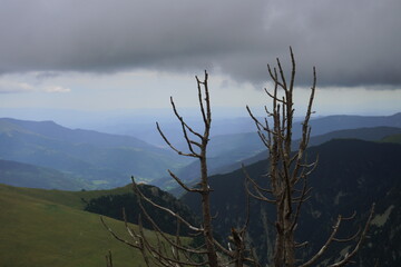 Peaceful mountain landscape with brunch in focus and cloudy sky in the background. Soft nature desktop wallpaper.