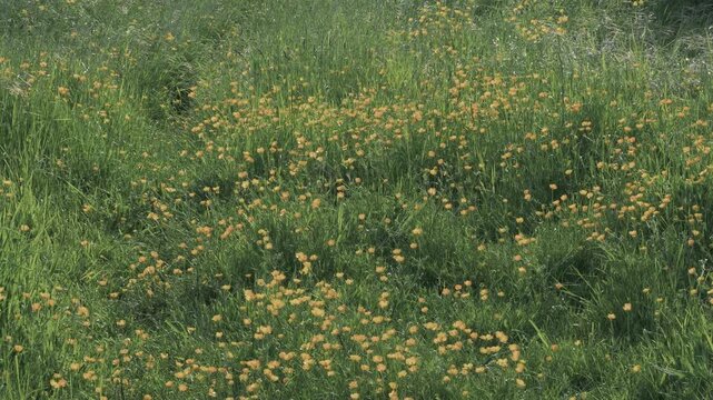 Sunny Yellow Buttercup Meadow with Tall Grass Gently Swaying in Spring Breeze &ndash; Crowded Wildflower Field Scenic Landscape for Nature Backgrounds and Seasonal Video Projects