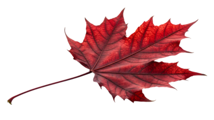 Vibrant red maple leaf showcasing intricate vein details, perfect for autumn and nature designs