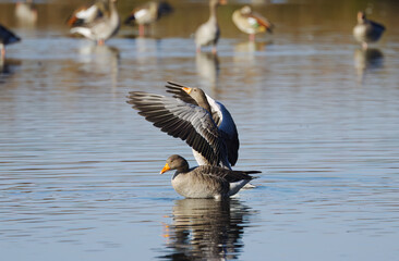 a gray goose with wings stretched forward, a gray goose with wings spread from the side, Anser anser, two gray geese on the lake