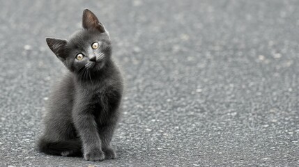 Curious Grey Kitten With Tilted Head Exploring a Quiet Street on a Sunny Day