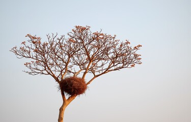 A bare tree stands alone, its empty nest symbolizing declining bird populations and nature's stillness
