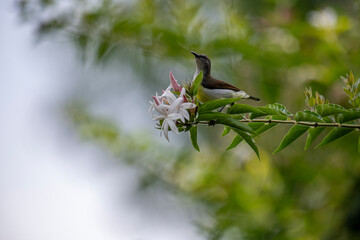 A small brown and white bird perches on a green branch with white and pink flowers in soft natural light.