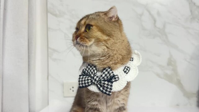 Stylish domestic feline showcasing playful expression in decorative collar with bow tie, featuring unique patterns and elegant marble background, perfect for pet lovers and animal enthusiasts