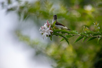 A small brown and white bird perches on a green branch with white and pink flowers in soft natural light.