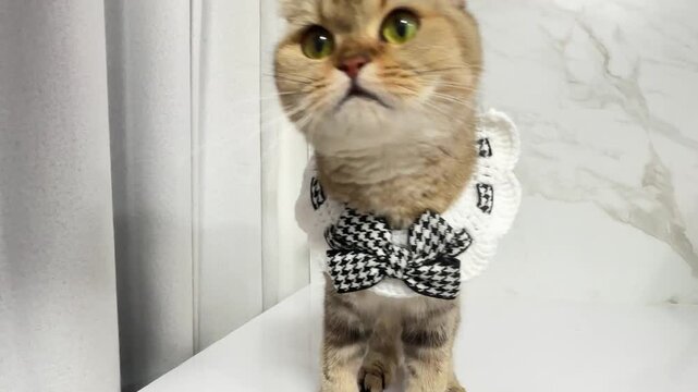 Elegant and Playful Domestic Cat with Stylish Bow Tie Showcases Unique Fur Pattern While Sitting Gracefully on White Surface, Enhancing Its Charming Personality in Beautiful Setting