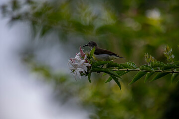 A small brown and white bird perches on a green branch with white and pink flowers in soft natural light.