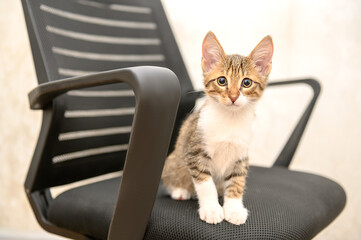 A small beautiful kitten is sitting on a black chair indoors.