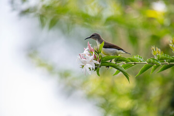 A small brown and white bird perches on a green branch with white and pink flowers in soft natural light.