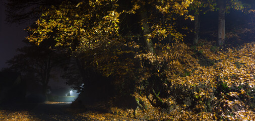 Abendliche Wege und Bäume bei Straßenbeleuchtung in der Marburger Altstadt, romantische Stimmung...