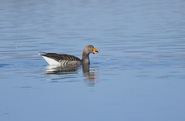 A gray goose swims by with an acorn cup in its beak, Anser anser, a blue shimmering lake with gentle waves and a water bird