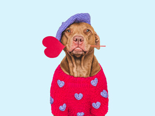 Cute dog and red heart. Beautiful greeting card. Close-up, indoors. Studio shot. Congratulations for family, relatives, loved ones, friends and colleagues. Pets care concept