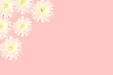 White flowers on a pink background. For design and artwork.