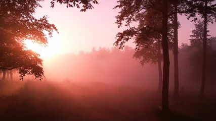 Vertical video of silhouetted trees in a mystical pink forest with dense fog. Sunbeams shining through the atmospheric mist at sunrise. Ethereal and magical fantasy landscape animation - Powered by Adobe