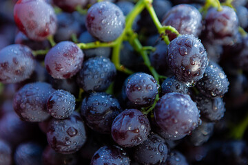 Close-up view of plump purple grapes glistening with water droplets, highlighting the fresh and delicious fruit