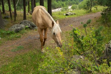 Horses running free in green forest, outdoor horse walking
