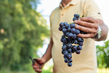 Man picking and presenting a ripe bunch of purple grapes, celebrating the vineyard harvest and fresh fruit