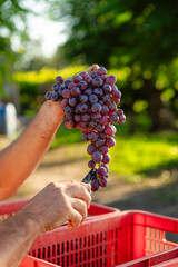 Farmer's hands carefully cutting a ripe bunch of red grapes with shears during the harvest season for winemaking