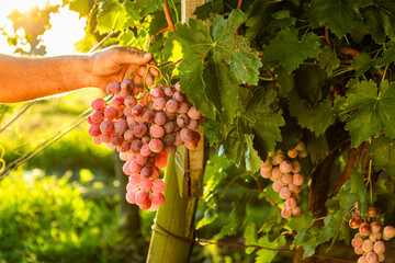 Hand holding a bunch of fresh, dew-kissed pink grapes, growing on a vine in a sunny vineyard during harvest season