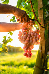 Vintner hands harvesting fresh red grapes at sunset in a vineyard, preparing for wine production