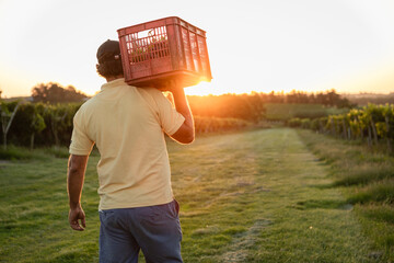 Unrecognizable grape farmer carrying box of freshly harvested grapes through vineyard at sunset, walking towards a bright sun