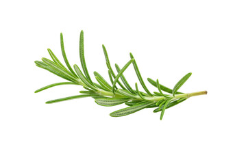 Fototapeta premium Freshly picked verdant rosemary sprig, vibrant green needle-like leaves, delicate stem, isolated on seamless transparent background, soft studio light, concept of pristine culinary ingredient
