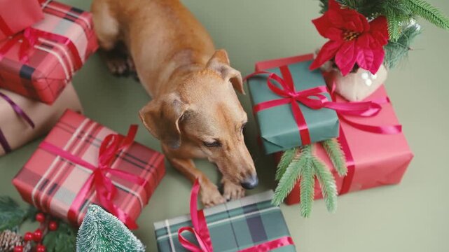 Dachshund  dog with holiday gifts surrounded by green branches and red poinsettia