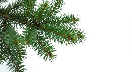 Fresh evergreen pine boughs cleanly isolated against a brilliant white backdrop, perfect for winter or festive design elements, bough, foliage, isolated