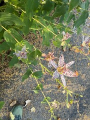 Tricyrtis hirta (Hototogisu-sou), the toad lily or hairy toad lily