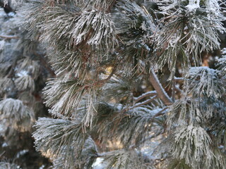 pine branches covered with snow