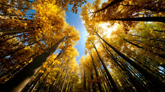 A serene autumn scene featuring a pathway flanked by tall slender trees with golden leaves leading towards a bright blue sky