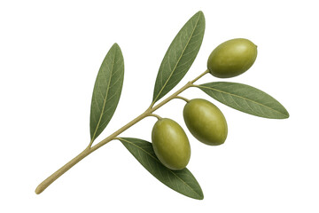 Olive branch with fresh green fruits, symbolizing peace, healthy mediterranean food and oil production on transparent background