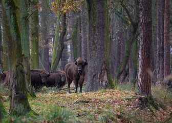 Stado żubr&oacute;w w pięknym jesiennym lesie