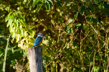Close-up of colorful common kingfisher perched on wooden post in natural light
