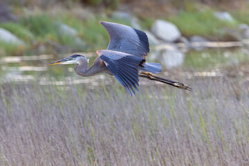 Great Blue Heron Flying Over Reeds