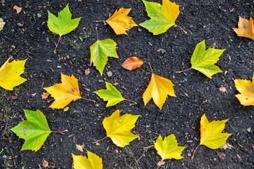 Bl&auml;tter im Herbst liegen auf dem Boden verteilt