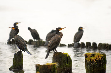 group of cormorants