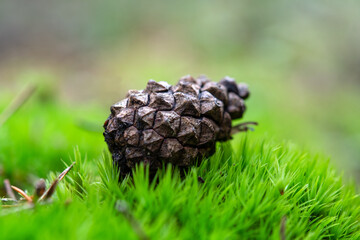 pine cone