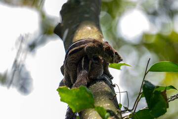 Two brown striped squirrels climbing on a textured tree branch amidst green leaves and bright sunlight.
