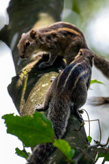 Two brown striped squirrels climbing on a textured tree branch amidst green leaves and bright sunlight.
