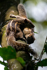 Two brown striped squirrels climbing on a textured tree branch amidst green leaves and bright sunlight.