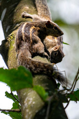 Two brown striped squirrels climbing on a textured tree branch amidst green leaves and bright sunlight.