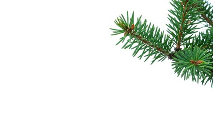 Crisp, isolated pine branch section featuring vibrant green needles against a bright white backdrop, symbolizing winter and nature, crisp, stem, backdrop