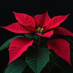 Stunning close-up of a vibrant red poinsettia plant, showcasing the lush velvet texture of the bright holiday leaves and green foliage, stunning, growth, decorative
