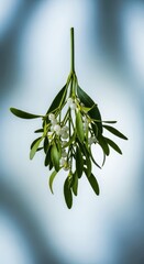 Traditional decorative mistletoe branch hanging for the winter holiday season, showing glossy green leaves and distinctive white berries, december, greenery, green