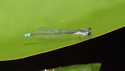 Paracercion calamorum, a Korean damselfly with metallic blue thorax and dark markings on the abdomen, resting near ponds and rivers. Photographed in Korea.