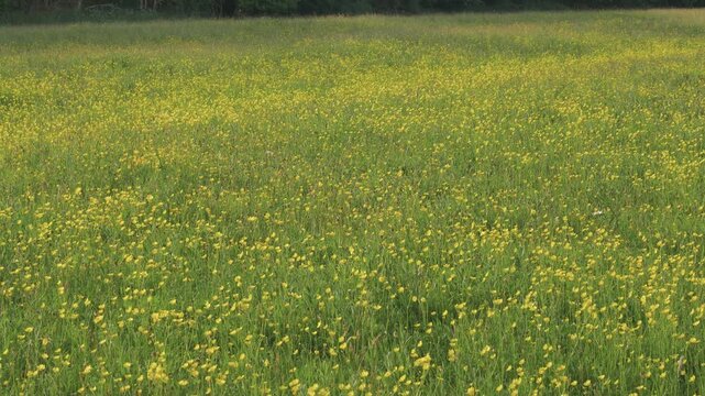 Wide View of Wildflower Meadow Filled with Yellow Buttercups, Swaying in Gentle Wind In Sunny Weather, Vibrant Spring Field, Scenic Nature Landscape, Bright Outdoor Botanical Scene