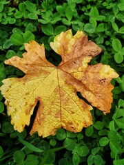 Autumn Yellow Leaf on Green Clover Background